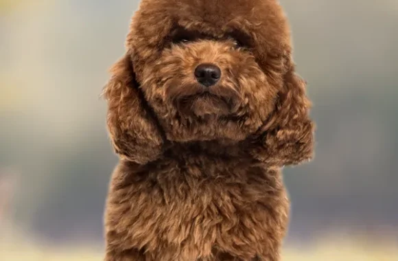 Kayseri Toy Poodle Sahibi olma