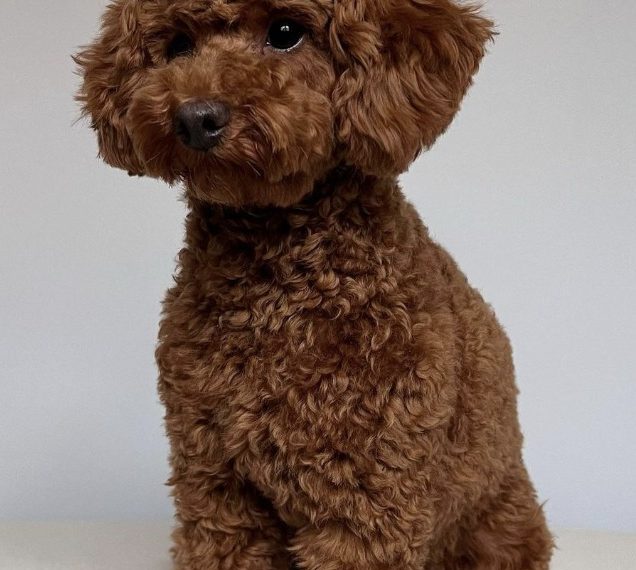 Toy Poodle Red Brown