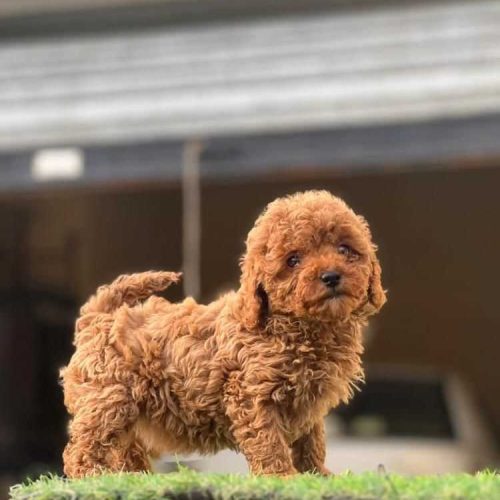 Trabzon Toy Poodle