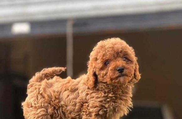Trabzon Toy Poodle