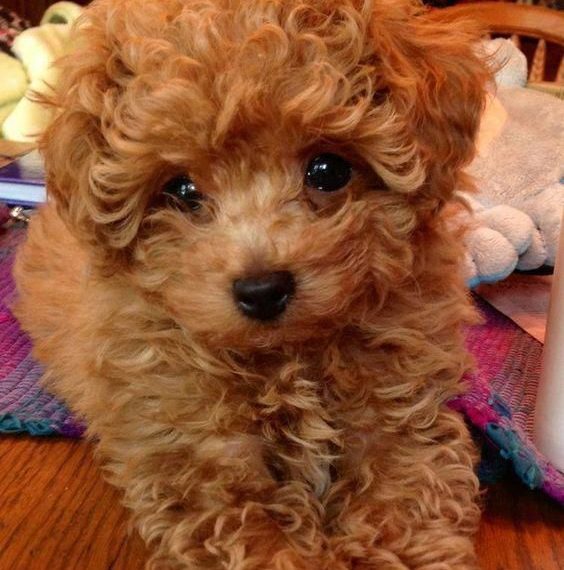 toy poodle fiziksel