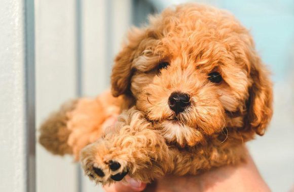 Satılık Toy Poodle Yavru Fiyatları 2023